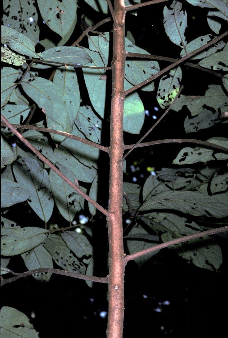 Cryptocarya 2