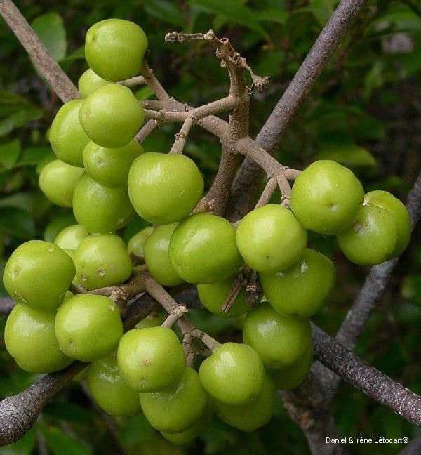 Dutaillyea trifoliolata 3