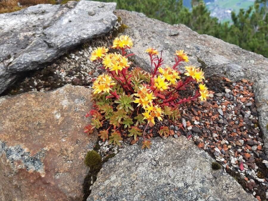 Sedum lanceolatum 6