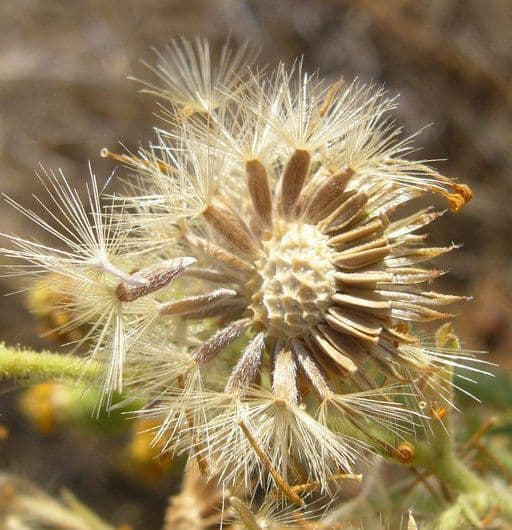 Eteroteca grandiflora 3