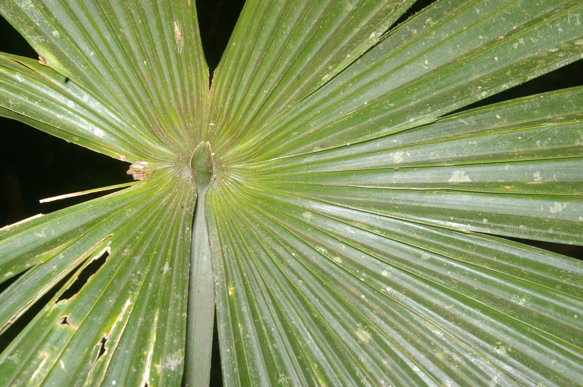 Cryosophila 9