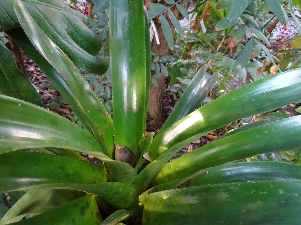 Aechmea