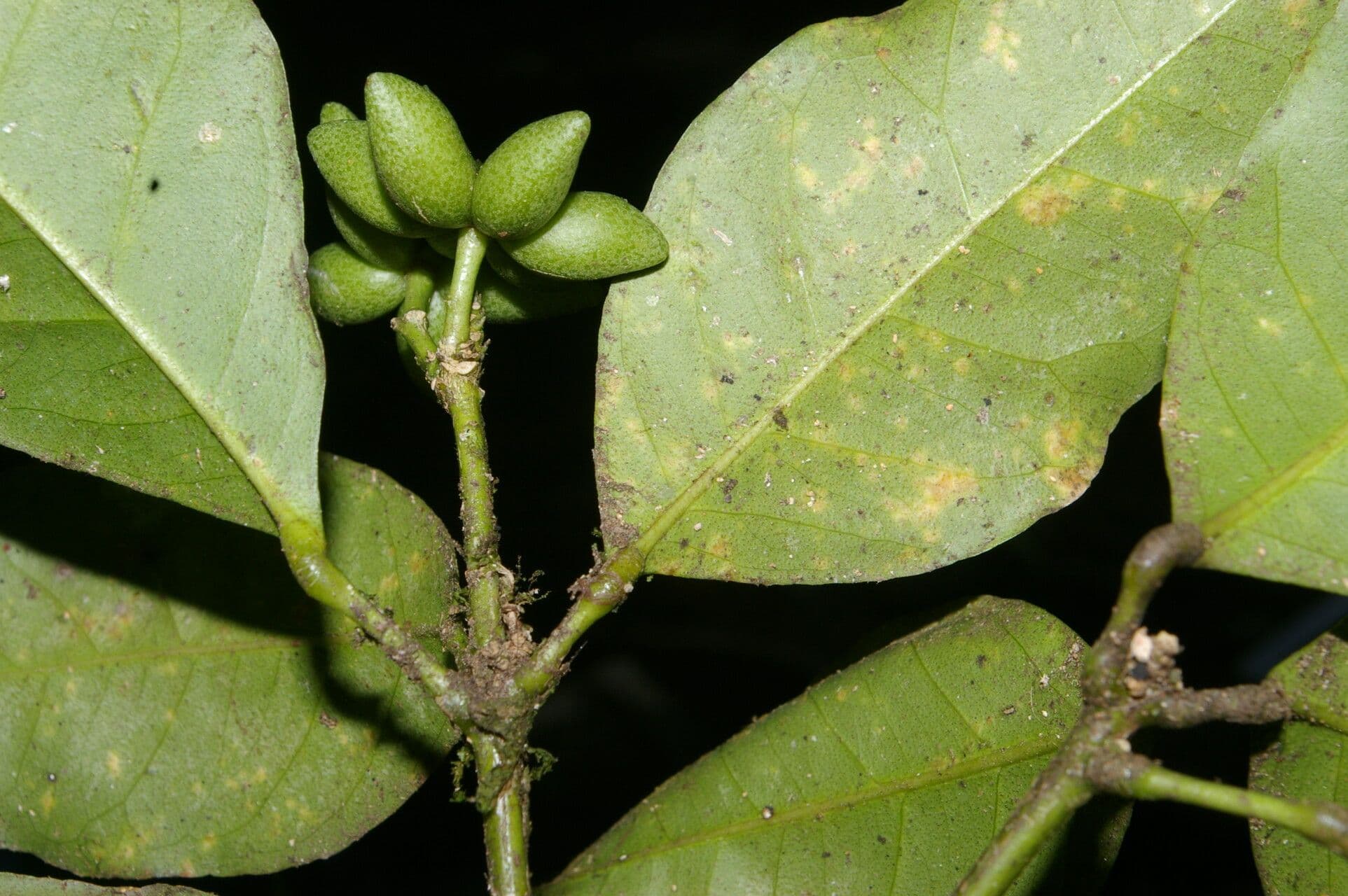 Peltostigma 5