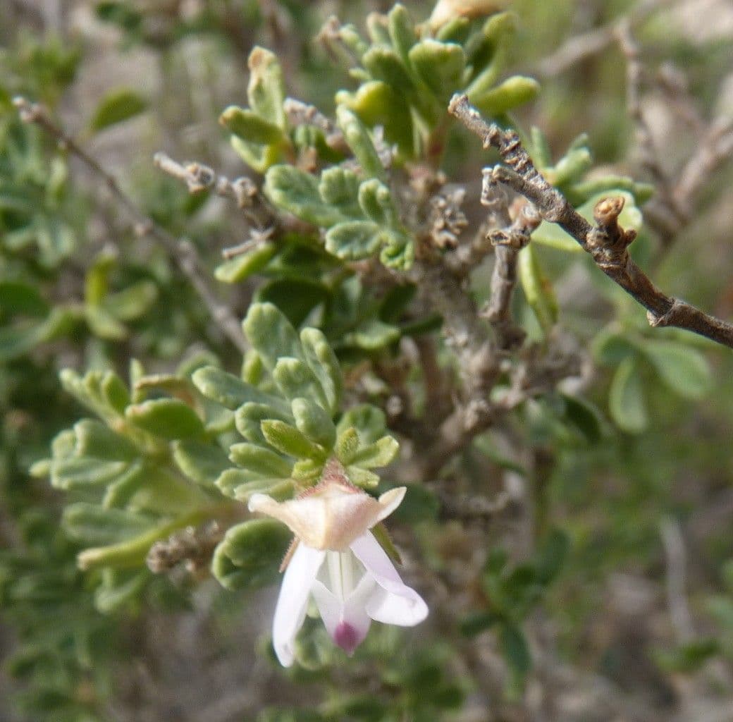 Ononide tridentata 15
