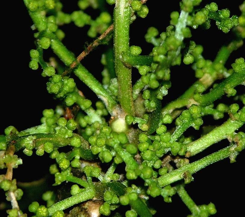 Tetrorchidium 5