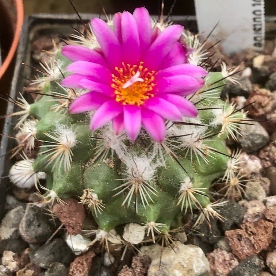 Turbinicarpus 4