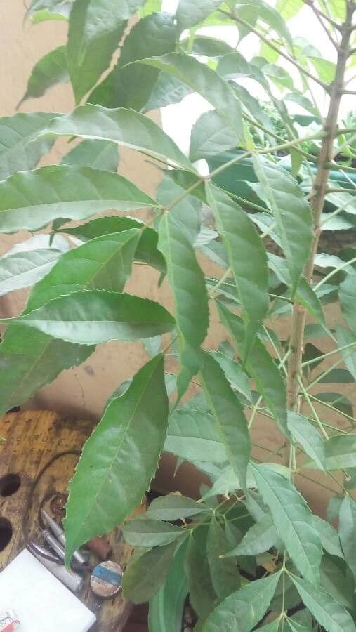 Newbouldia laevis 2