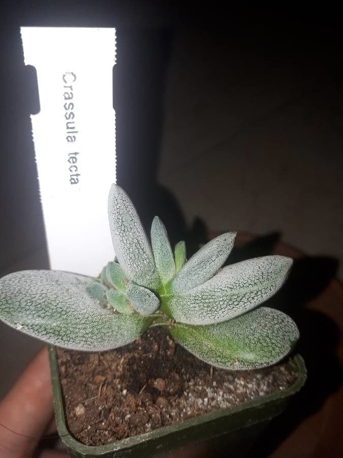 Crassula del tetto 7