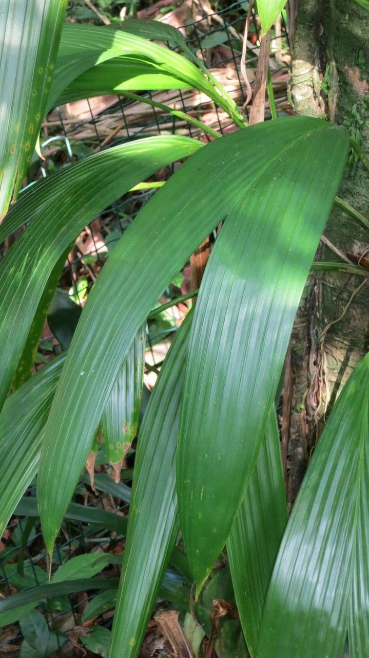 Asplundia 9