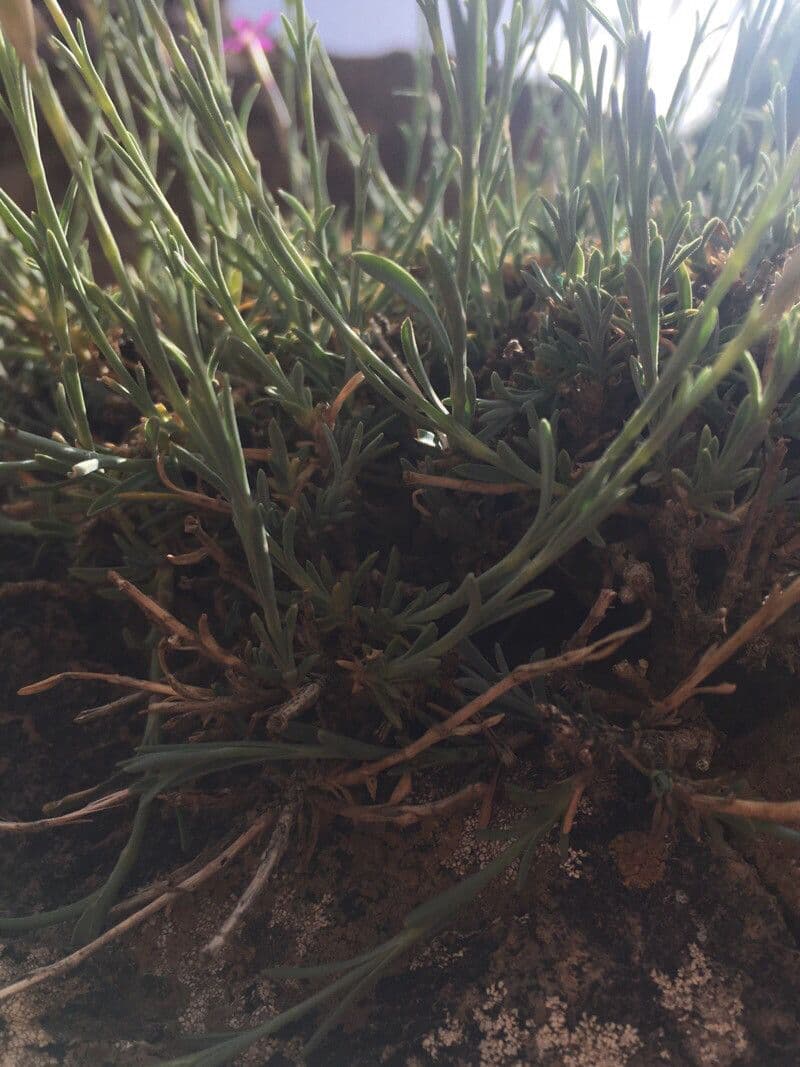 Dianthus 14
