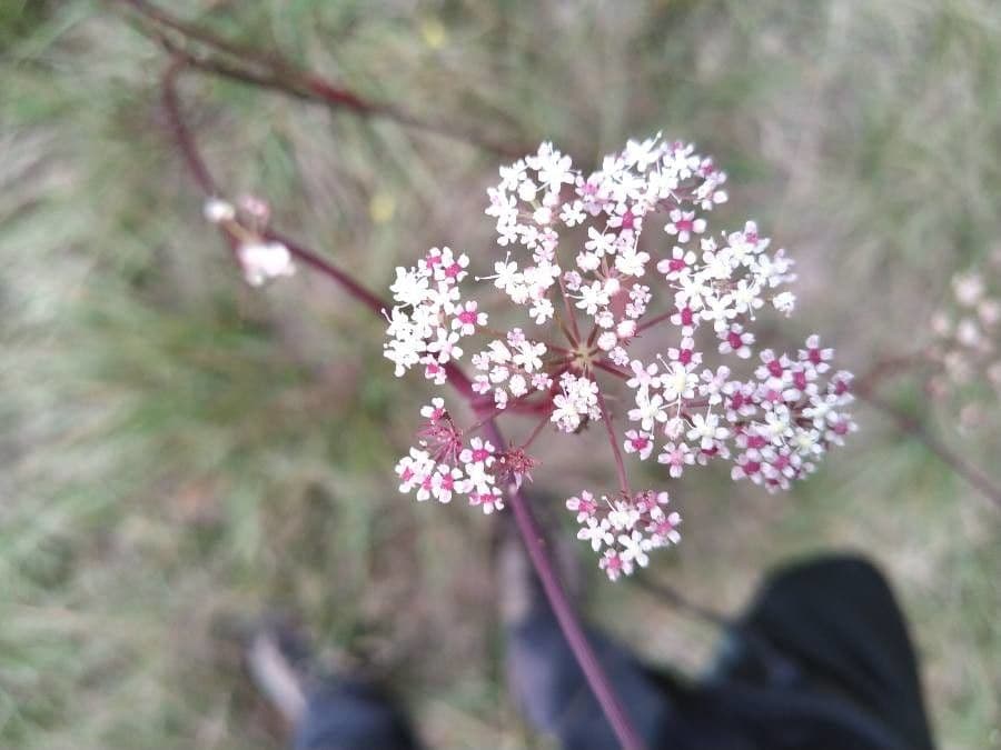 Seseli annuum 9