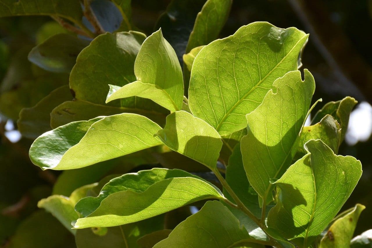 Homalium integrifolium 2