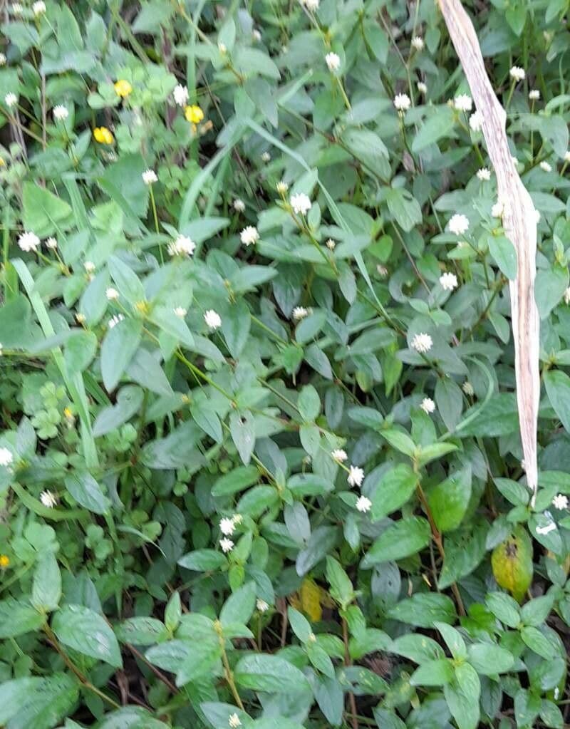 Small-flowered Alternanthera 2