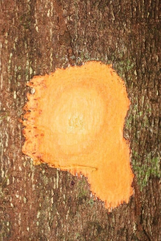Cassipourea 18