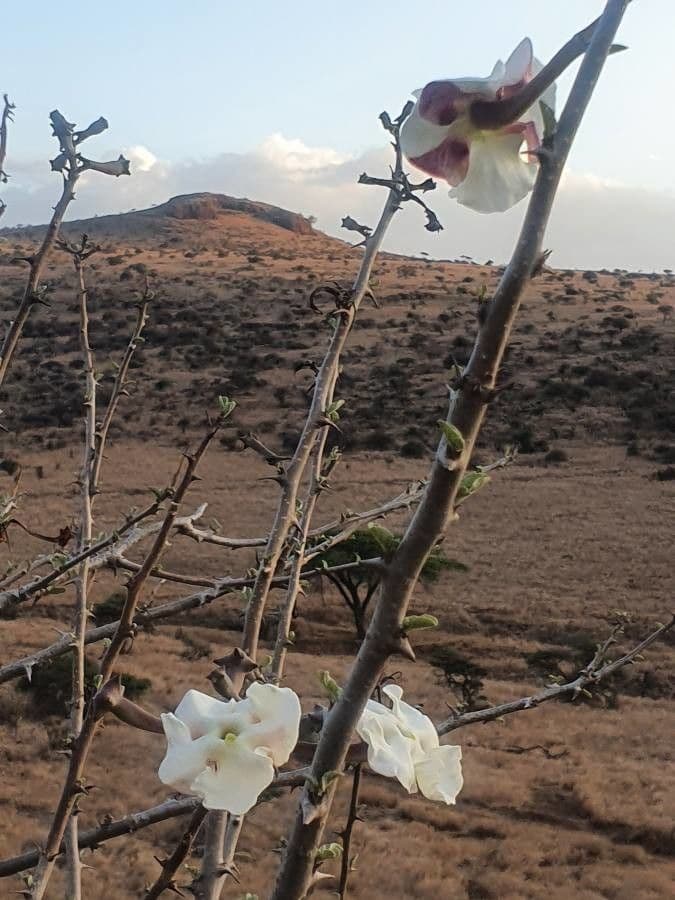 Sesamothamnus 10