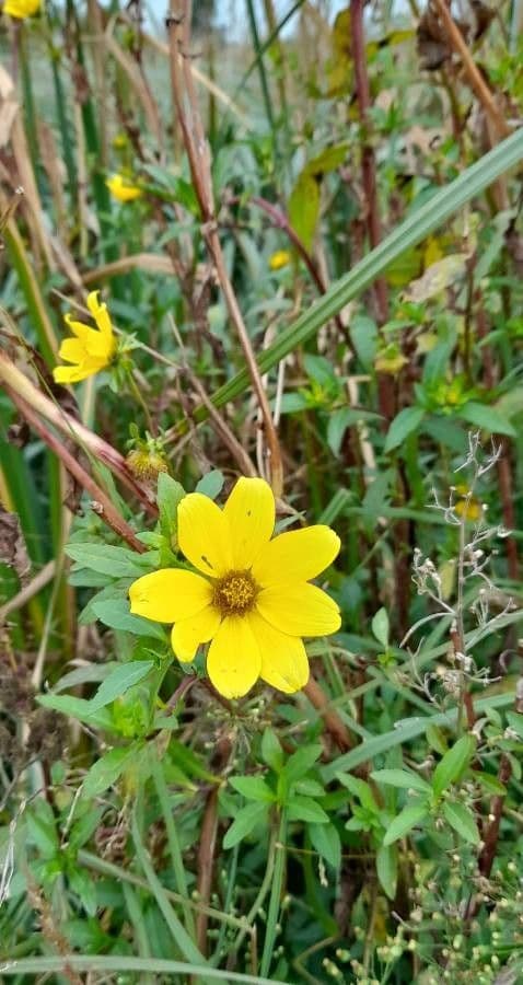 Bidens laevis 6