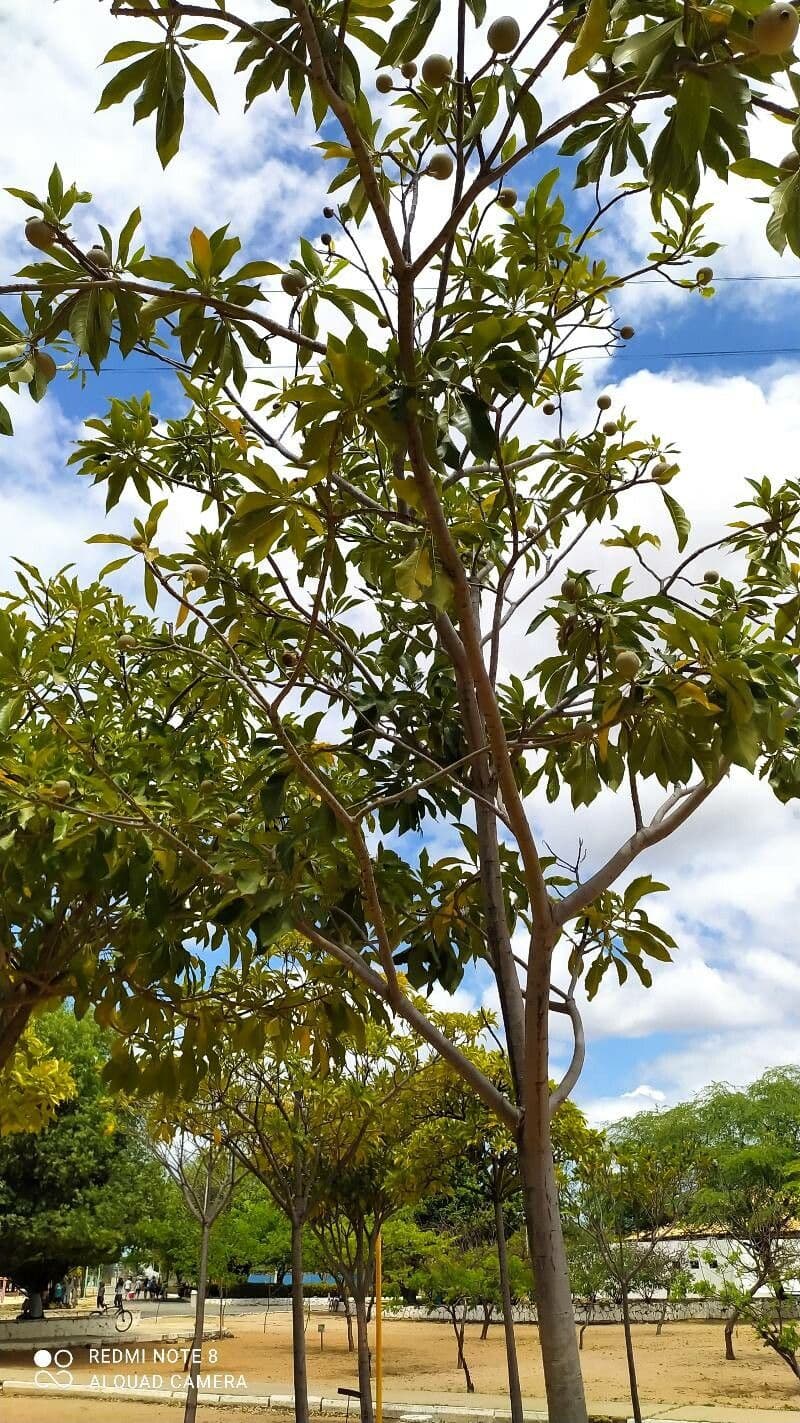 Genipapo-Baum 5