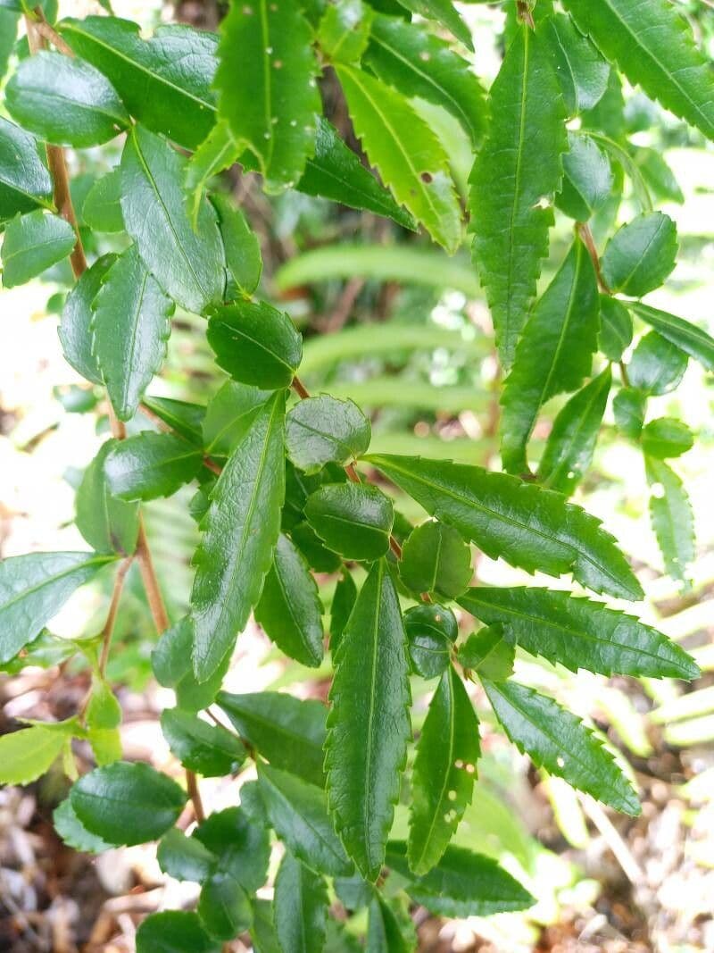 Azara 12