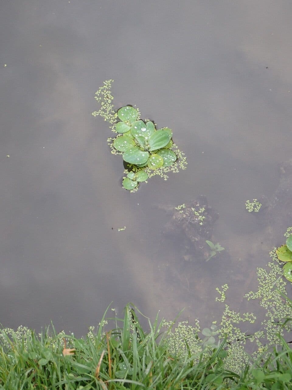 Lattuga d'acqua 24