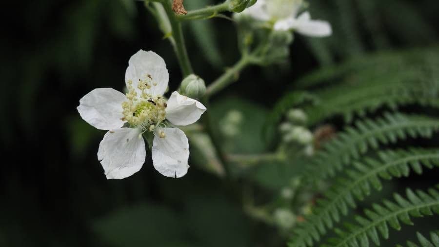Mûrier à fleurs multiples 2
