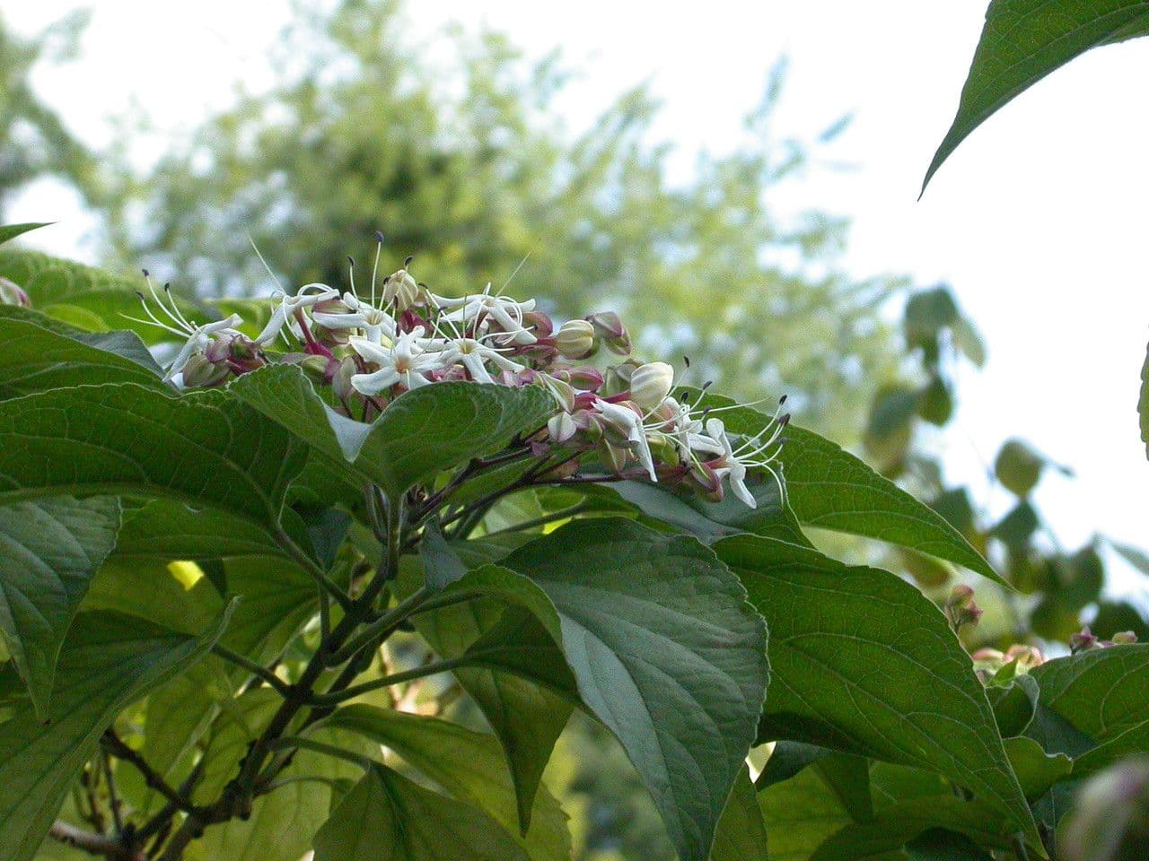 Glory bower 6