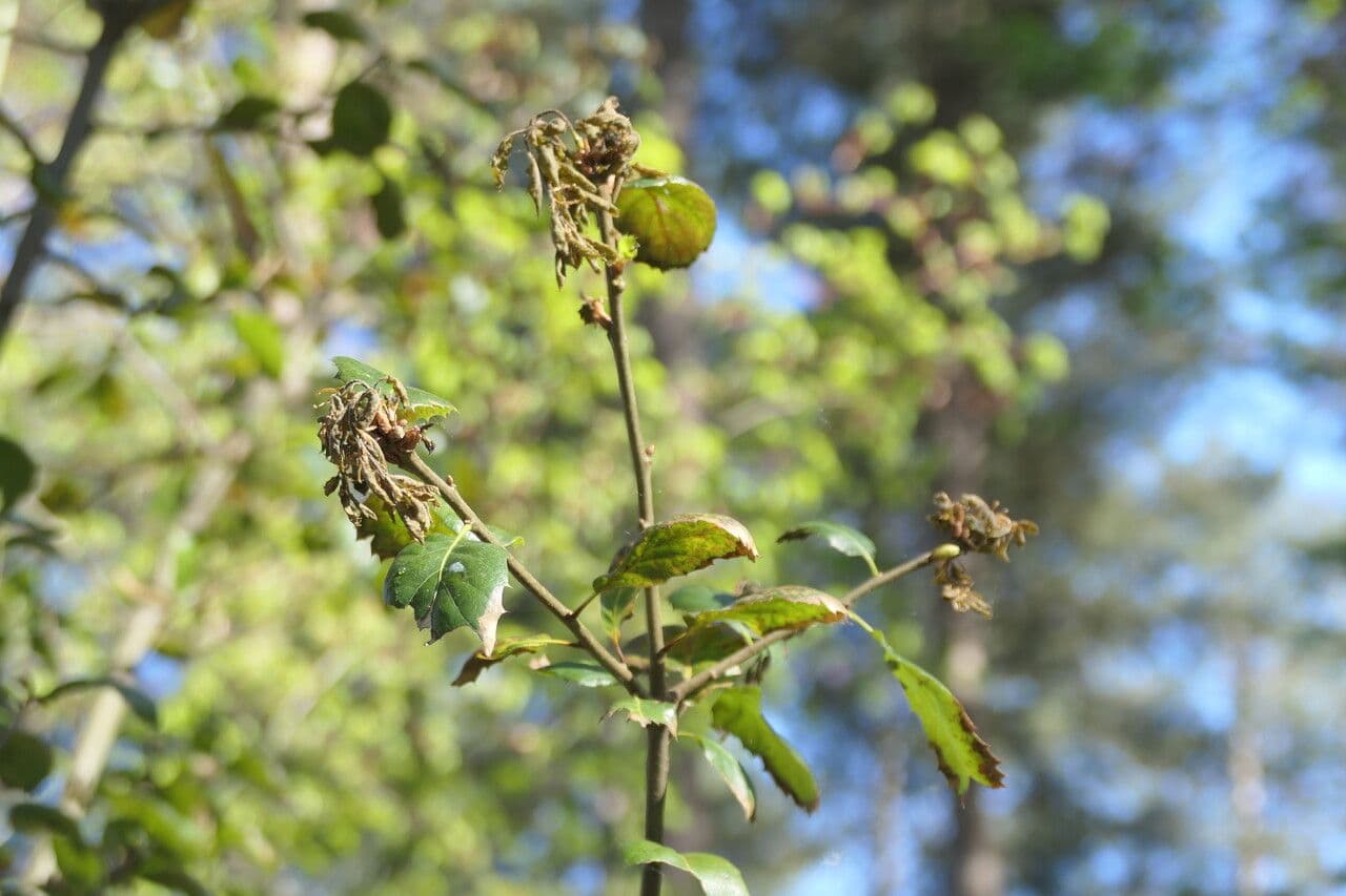 Quercia 2