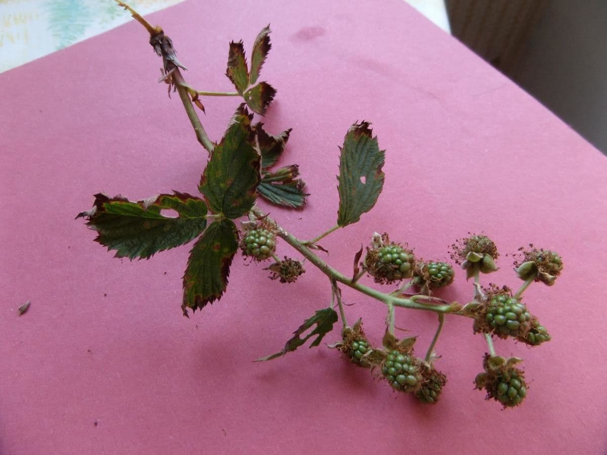 Gefurchte Brombeere 14