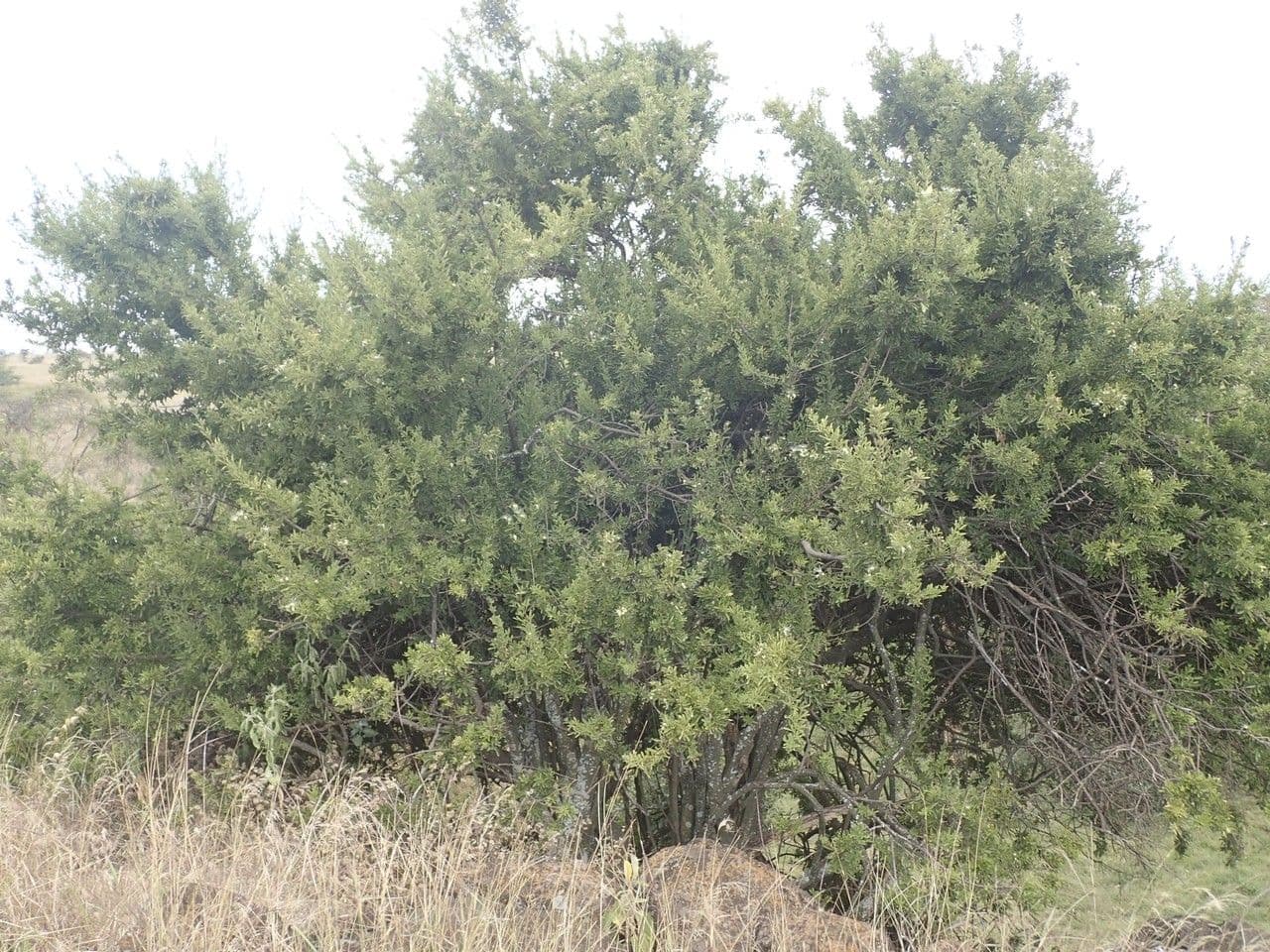 Maerua triphylla 6