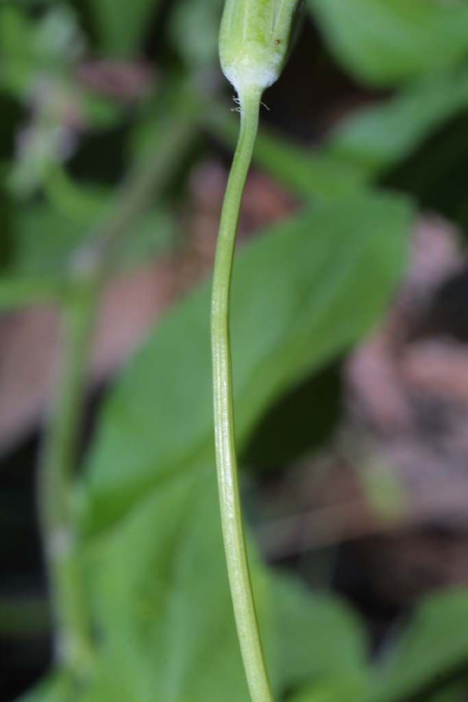Krigia dandelion 17