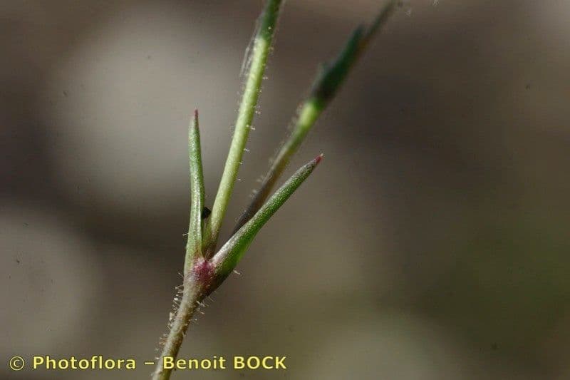 Minuartia ibrida 15