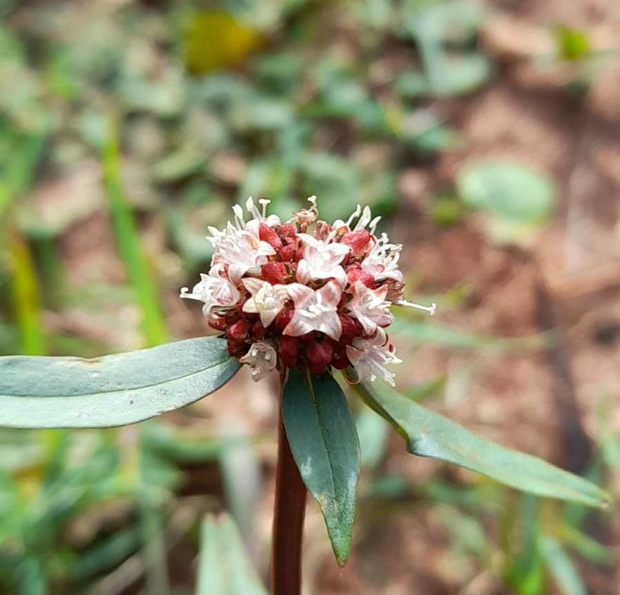 Spermacoce verticillata 4