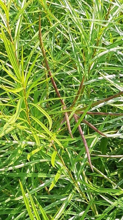 Lobelia lassiflora 3