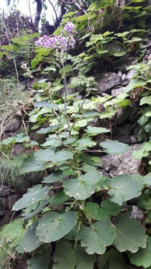 Pericallis 7