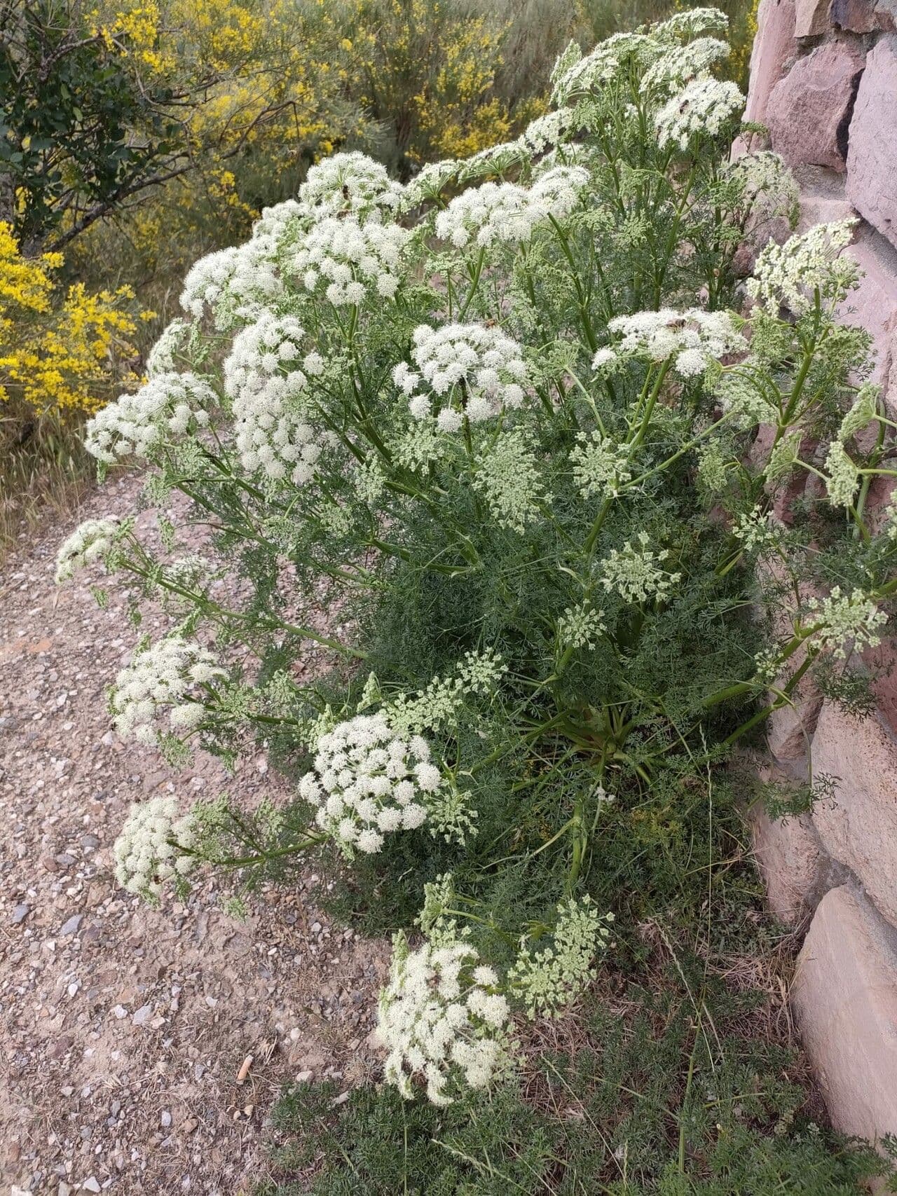 Ligusticum 6