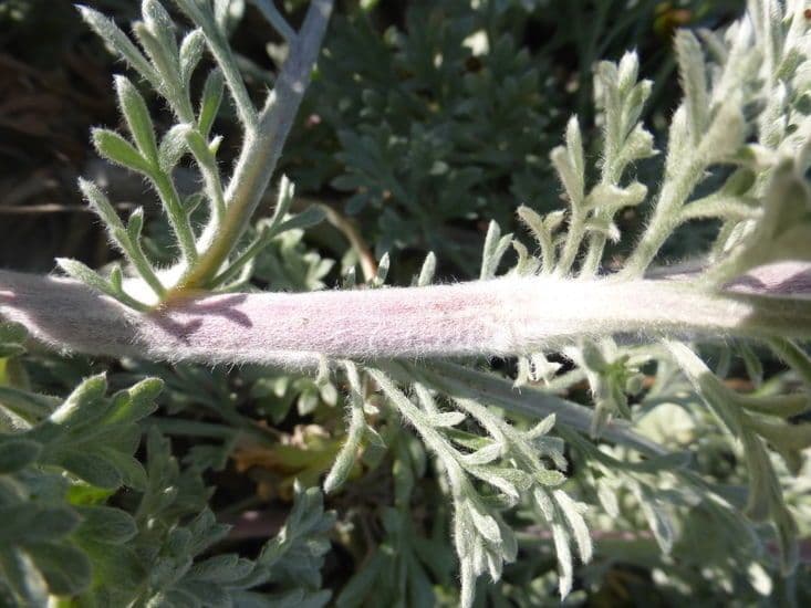 Artemisia pycnocephala 16
