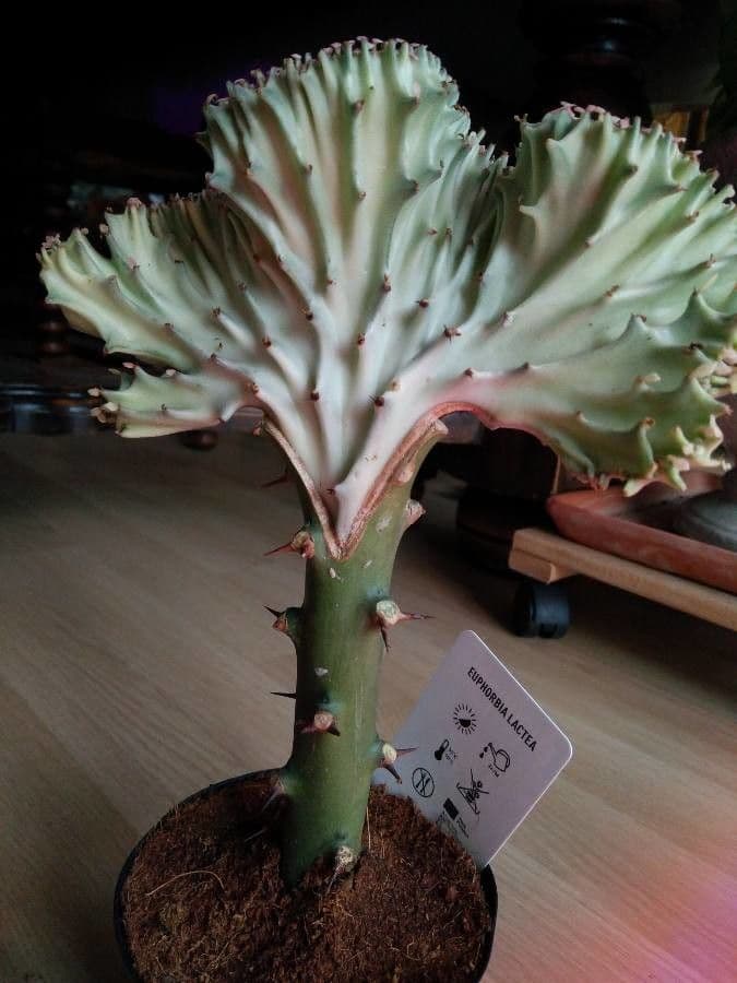 Euphorbe candélabre 13