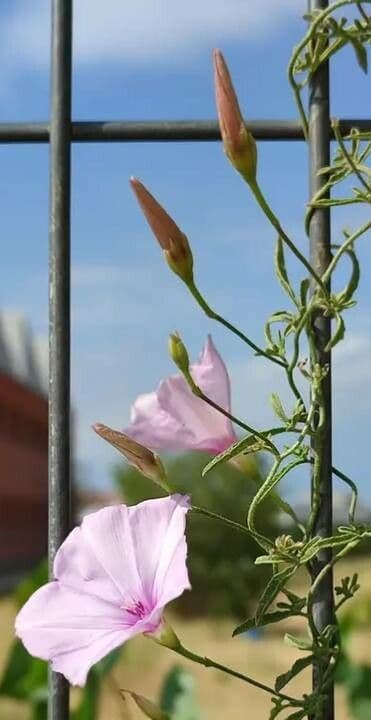 Calystegia macrostegia 5