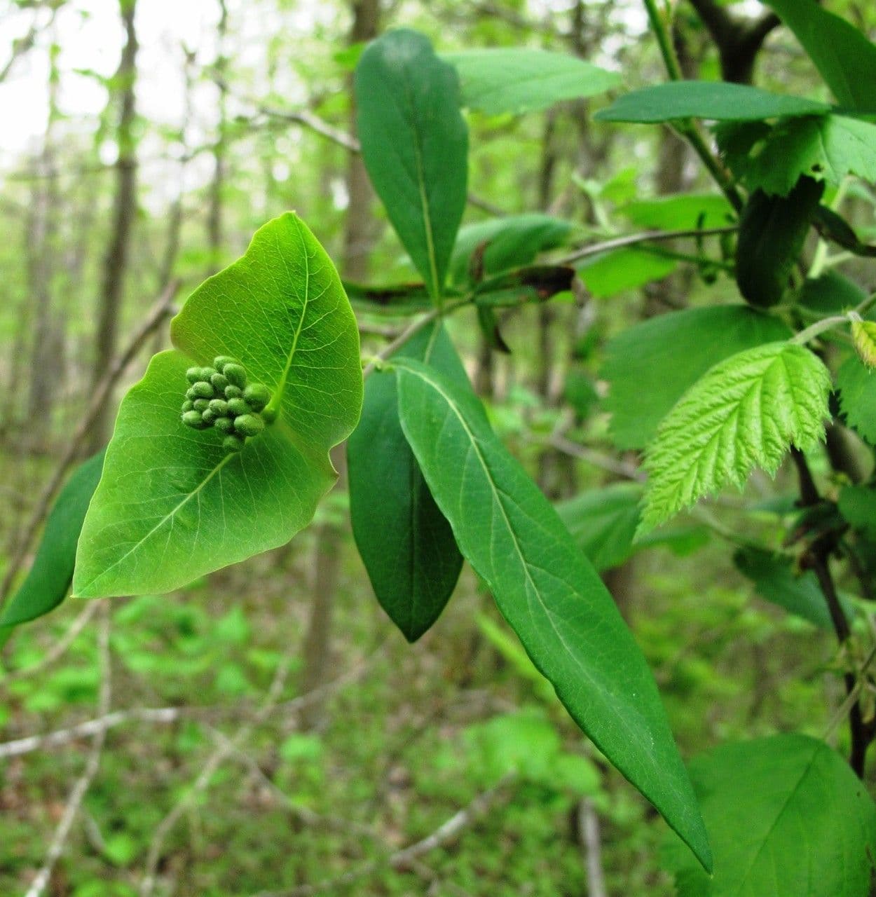 Caprifoglio dioico 15