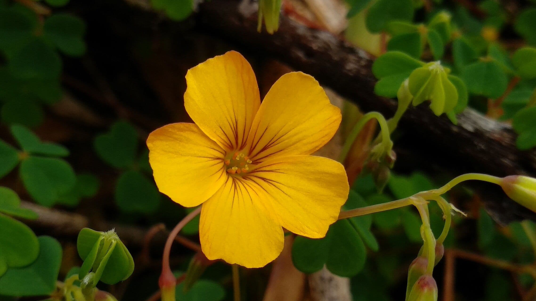 Acetosa