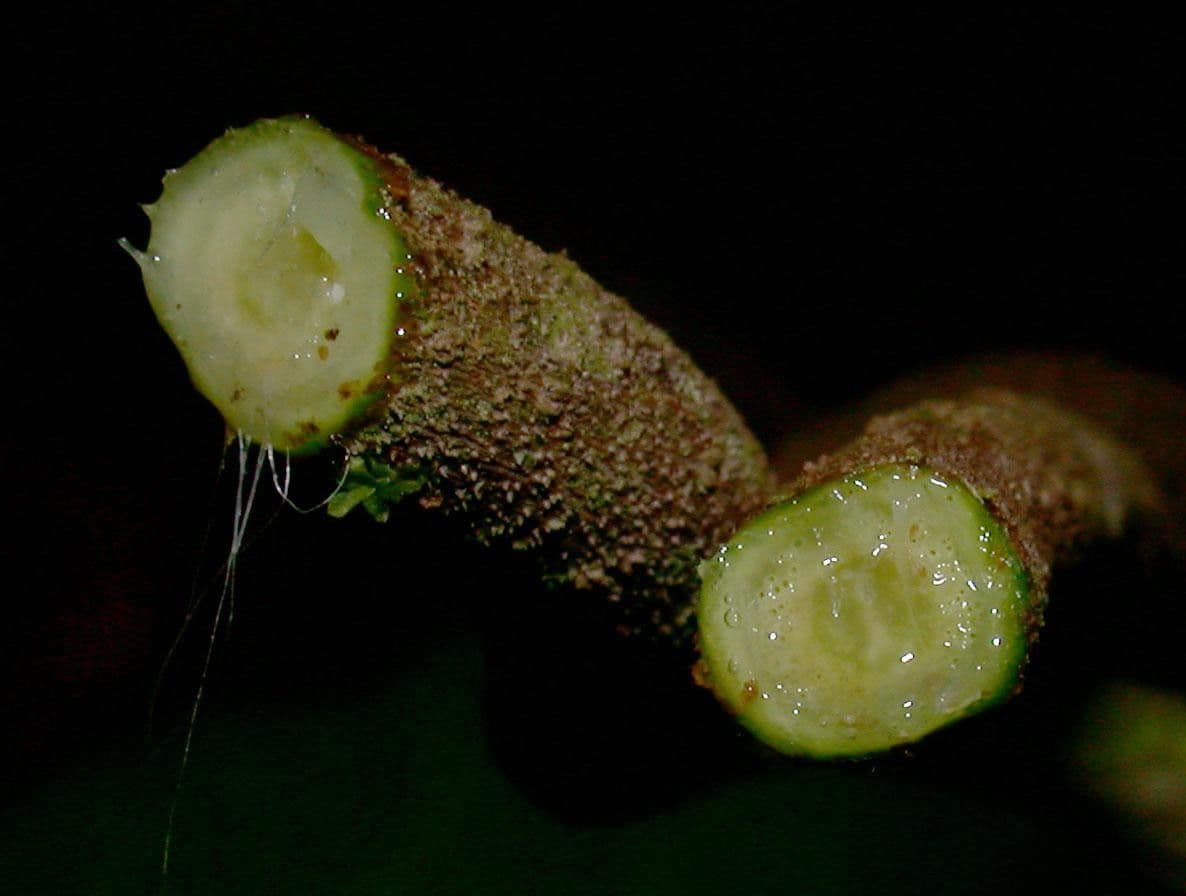 Prestonia portobellensis