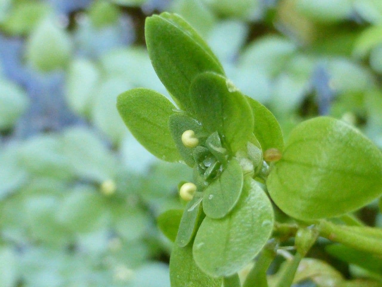 Callitriche brutia 4