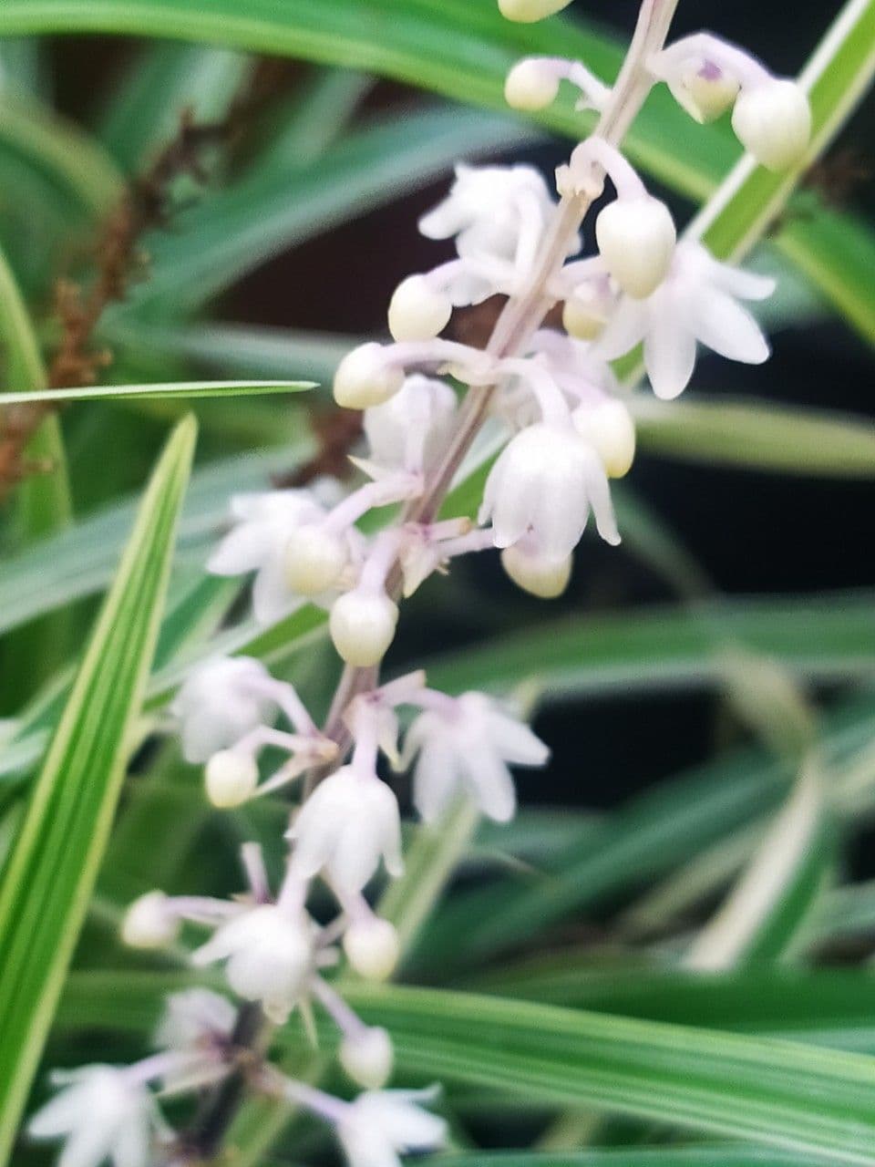 Liriope spicata 5