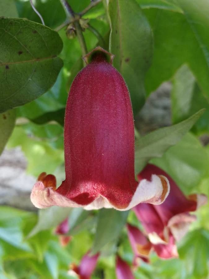 Bignonia 5