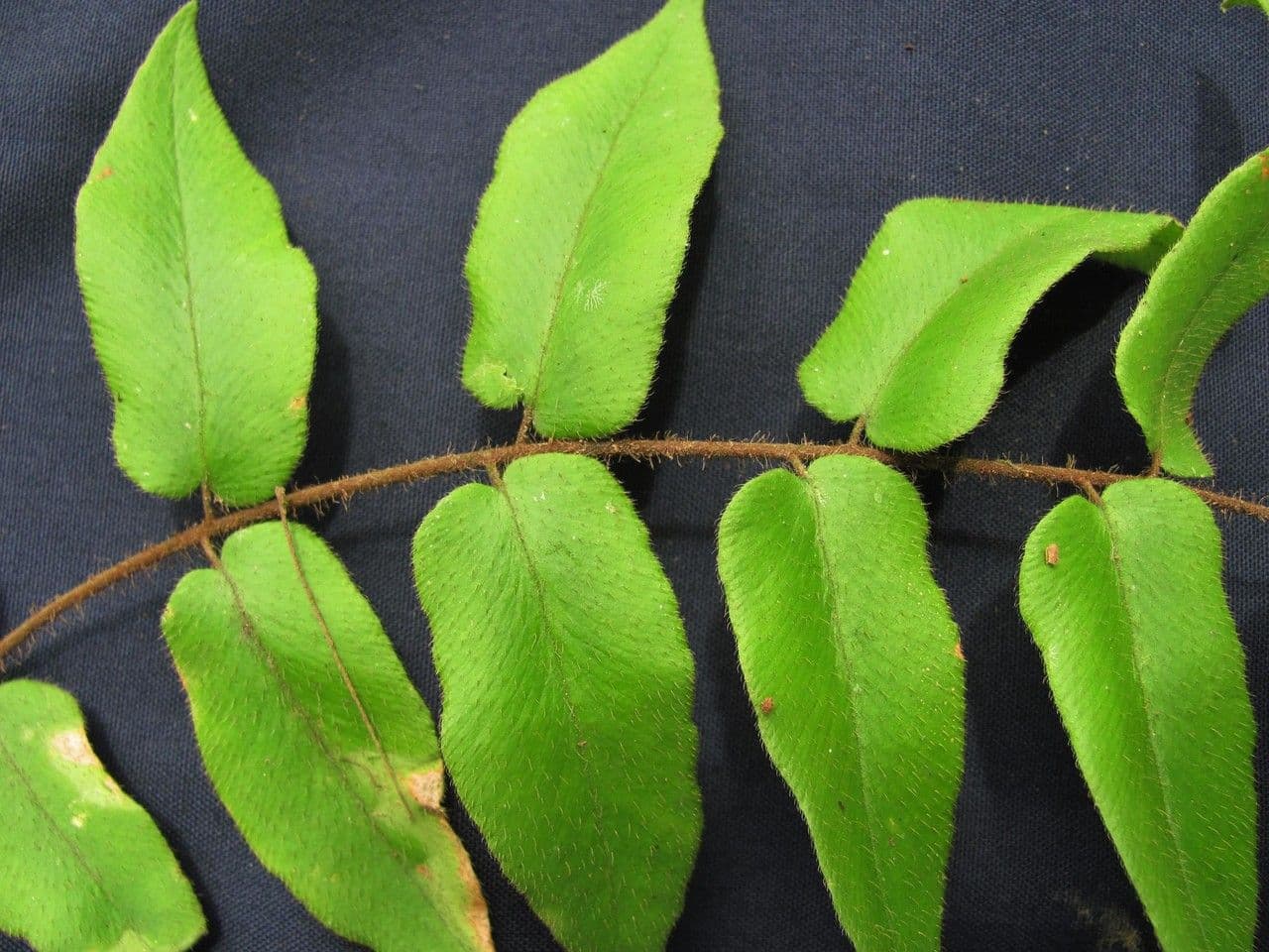 Hemionitis 2