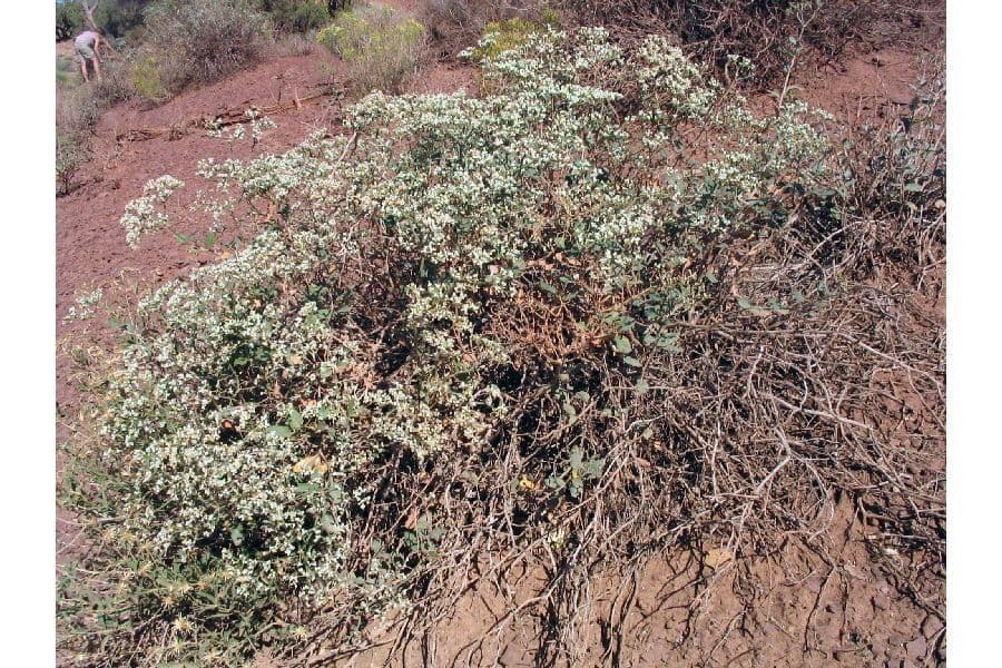 Eriogonum 3