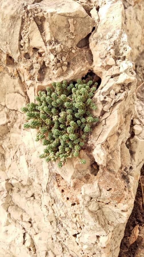 Sedum 19