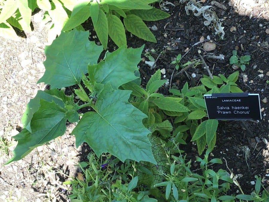 Salvia 2