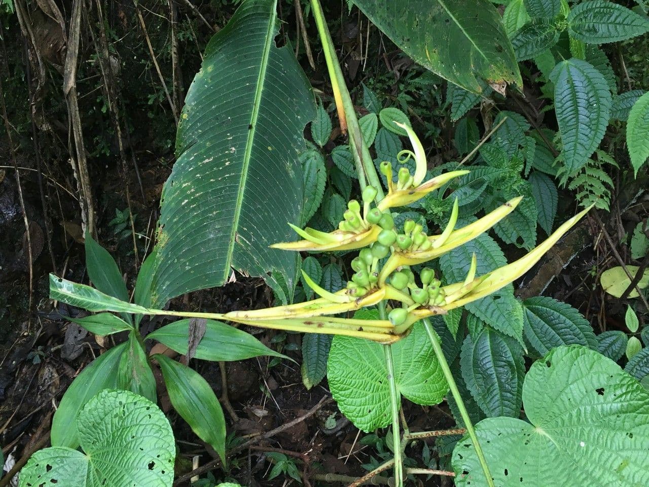 Heliconia pendente 3