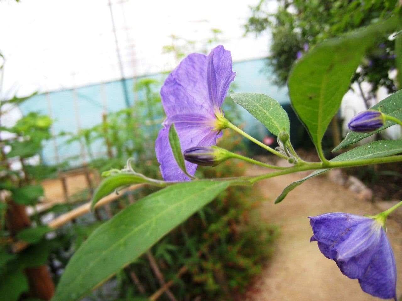 Lycianthes 28