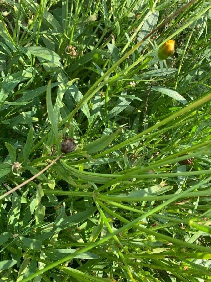 Coreopsis lanceolata 25